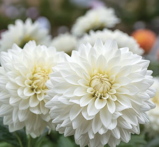 Dālija 'Fleurel' 1 gums